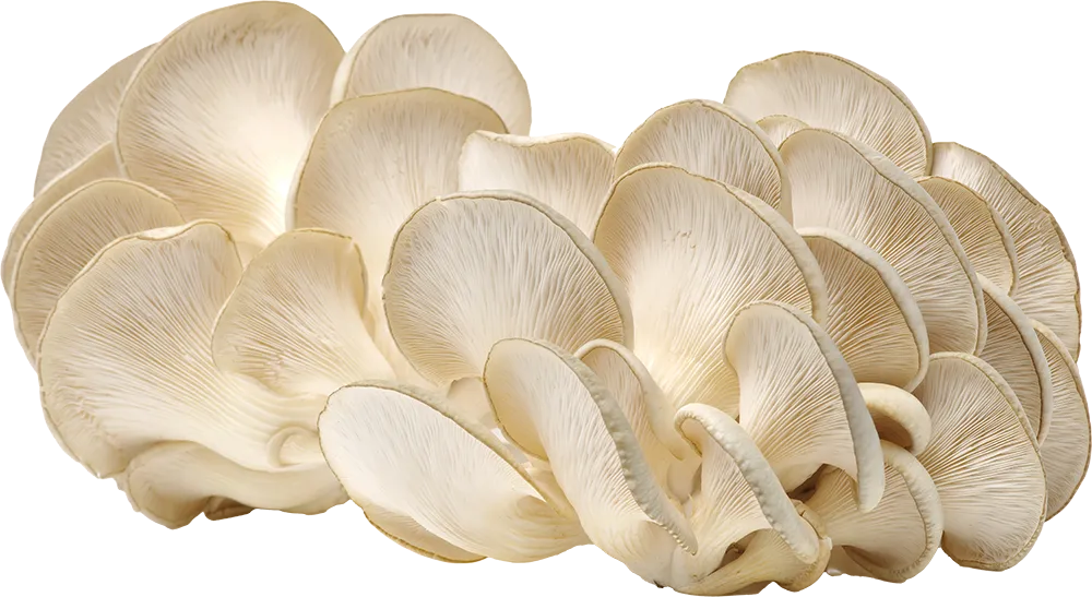 A group of cream oyster mushrooms on a white background