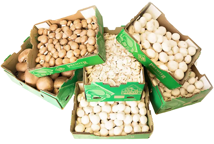 Bulk brown, white and portabella mushrooms in stacked Premier Mushroom boxes
