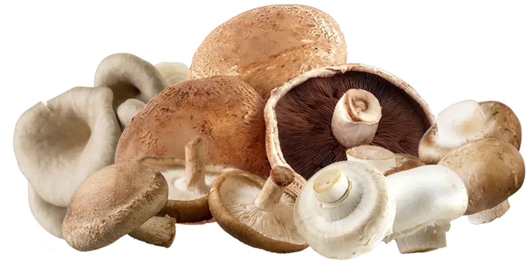 Portabella, Shiitake, Oyster, white and brown mushrooms on a white background
