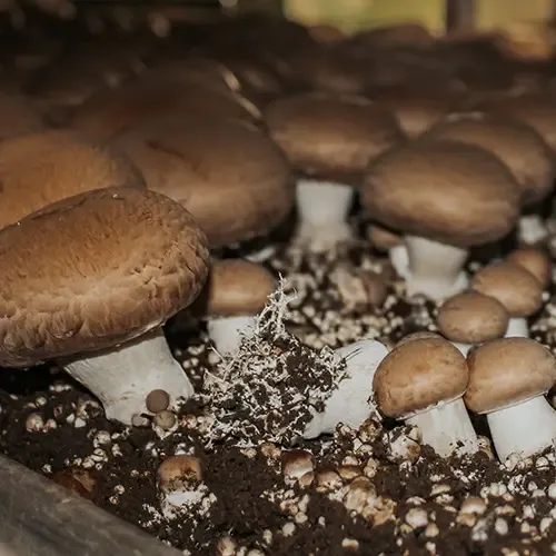 brown mushrooms growing in a substrate