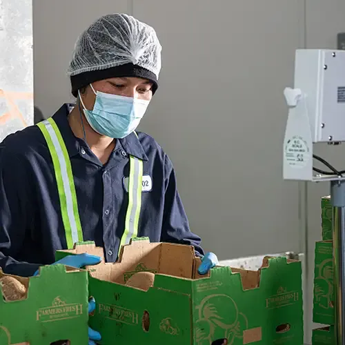 Individual with protective equipment on grading and inspecting mushrooms