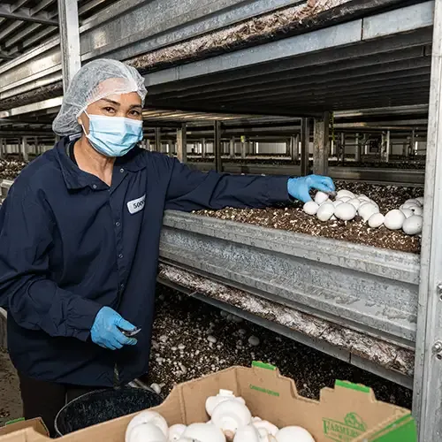 Staff member with protective equipment harvesting mushrooms