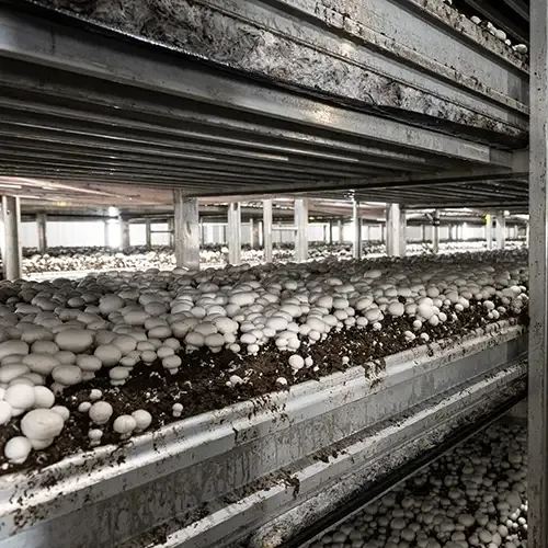 White mushrooms growing in substrate