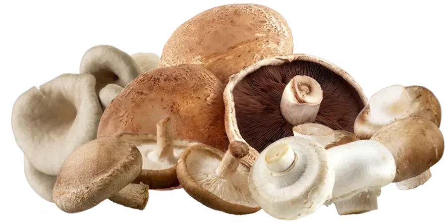 Portabella, Shiitake, Oyster, white and brown mushrooms on a white background