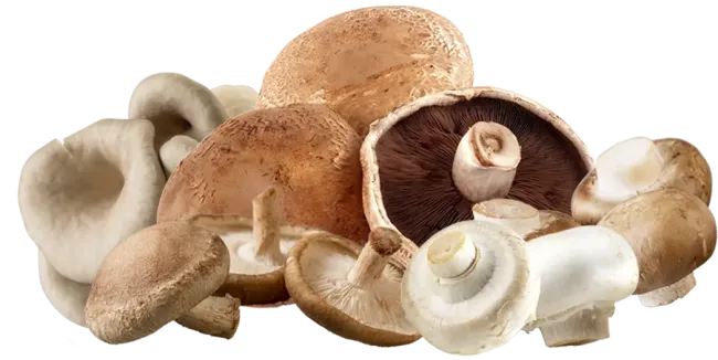 mushrooms-combined