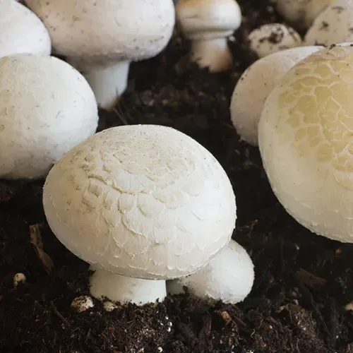 Mushrooms in their growing medium