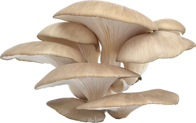 oyster-mushrooms-2
