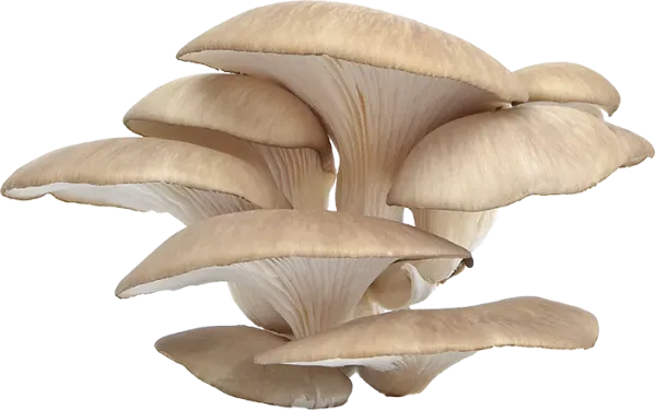 oyster-mushrooms-2