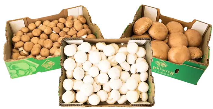 Bulk whole white, brown and portabella mushrooms in Premier Mushroom boxes