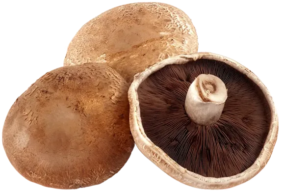 portabella-mushrooms-isolated