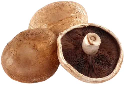 portabella-mushrooms-isolated