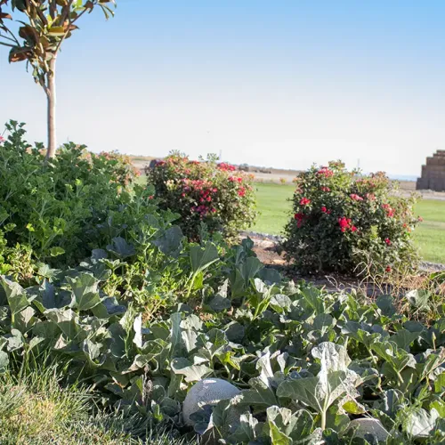 Portion of the Premier vegetable garden for staff