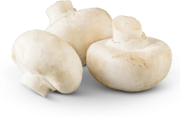 White-Button