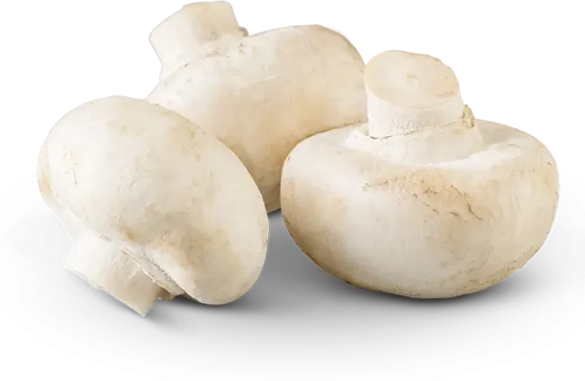 White-Button