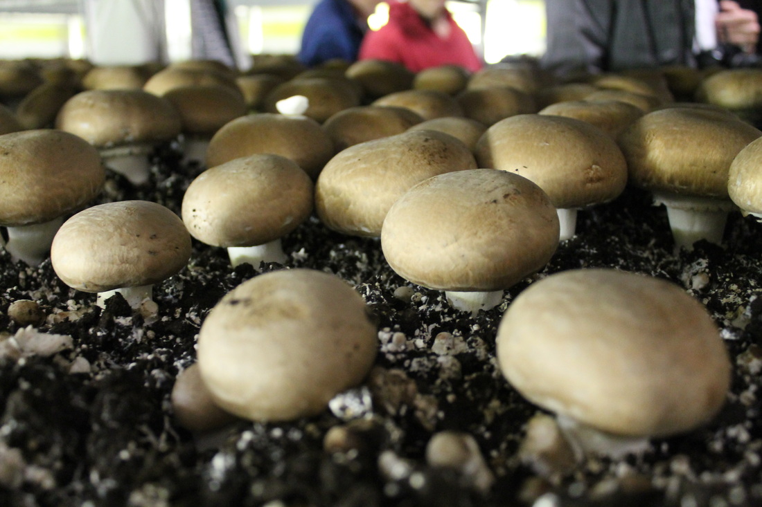 mushroom farm