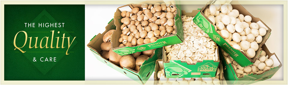 different varieties of bulk mushrooms in boxes