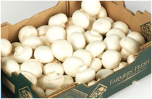 Bulk Conventional Mushrooms